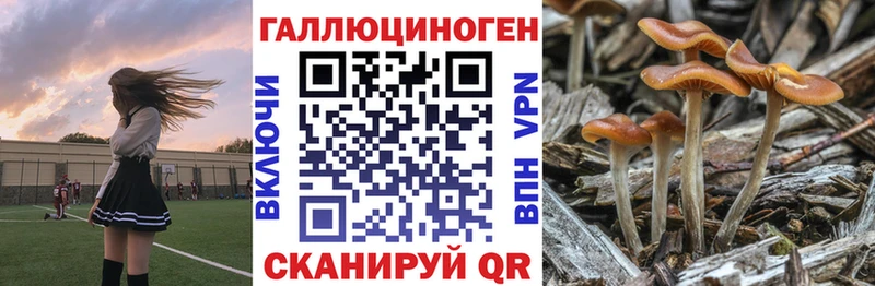Галлюциногенные грибы Psilocybine cubensis  Купить  Мышкин 